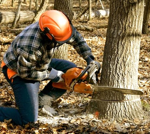 Tree Removal in Ocean View, DE